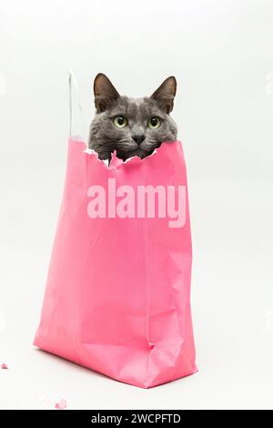 Graue Katze im pinkfarbenen Beutel Stockfoto