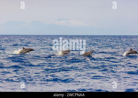 Delfine im Meer bei Lovina, Bali, Indonesien Stockfoto