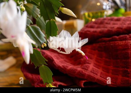 Makroabstrakte, defokussierte Texturansicht zarter weißer Blütenblüten in Blüte auf einer schlumbergera truncata-Pflanze (Thanksgiving-Kakteen) in einer Küche Stockfoto