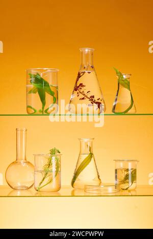 Verschiedene Arten von frischen Algen werden in Laborglaswaren gefüllt, die auf Regalen ausgestellt sind. Orangefarbener Hintergrund. Leerer Platz auf dem Podium für Beauty-Produ Stockfoto