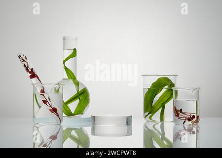 Das runde Podium befindet sich in der Mitte mehrerer Laborgläser. Seetang ist ein berühmter feuchtigkeitsspendender Inhaltsstoff in Hautpflegeprodukten Stockfoto