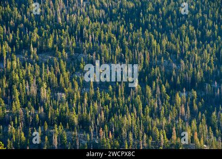 Wald in Mokelumne River Entwässerung, Ebbetts Pass National Scenic Byway, Stanislaus National Forest, California Stockfoto