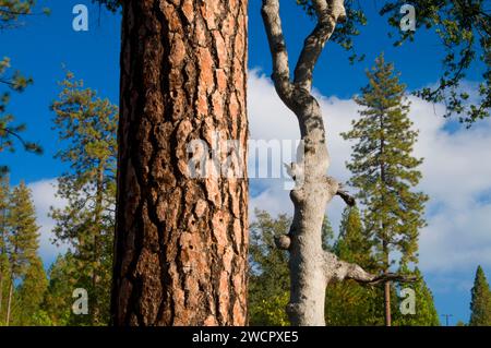 Ponderosa Pine, Stanislaus National Forest, California Stockfoto