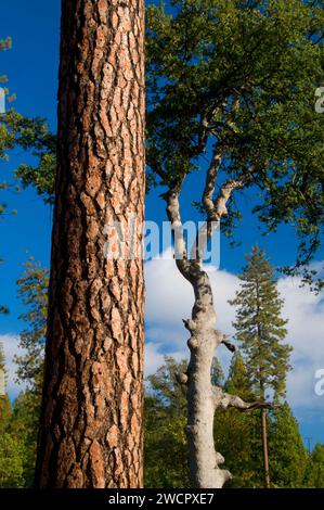 Ponderosa Pine, Stanislaus National Forest, California Stockfoto