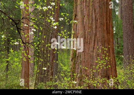 Pacific Dogwood mit Mammutbäumen in North Grove, Calaveras Big Trees State Park, Ebbetts Pass National Scenic Byway, Kalifornien Stockfoto