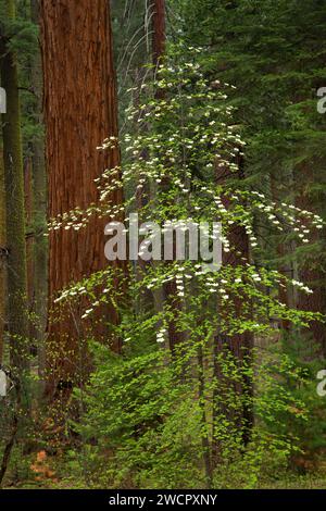 Pacific Dogwood mit Mammutbäumen in North Grove, Calaveras Big Trees State Park, Ebbetts Pass National Scenic Byway, Kalifornien Stockfoto