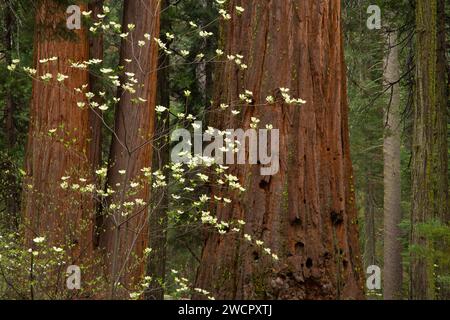 Pacific Dogwood mit Mammutbäumen in North Grove, Calaveras Big Trees State Park, Ebbetts Pass National Scenic Byway, Kalifornien Stockfoto