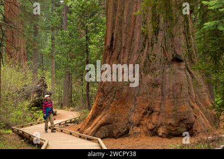 Sequoia in North Grove, Calaveras große Bäume Staatspark, Ebbetts Pass National Scenic Byway, Kalifornien Stockfoto