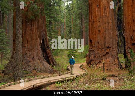 Sequoia in North Grove, Calaveras große Bäume Staatspark, Ebbetts Pass National Scenic Byway, Kalifornien Stockfoto