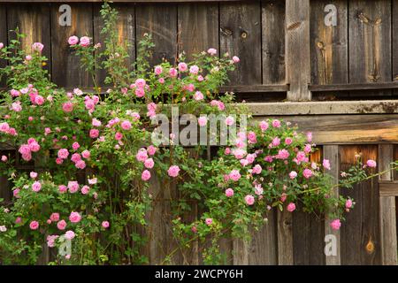 Rosenstrauch auf abgenutztem Holz, Columbia State Historic Park, Kalifornien Stockfoto