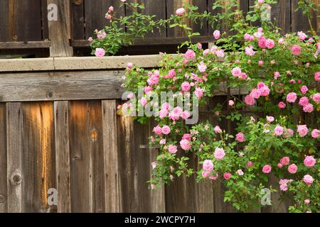 Rosenstrauch auf abgenutztem Holz, Columbia State Historic Park, Kalifornien Stockfoto