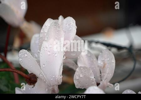 Cyclamen persicum Pflanze mit weißen Blüten, nach dem Regen Stockfoto