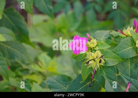 Bewundern Sie Peru oder Mirabilis jalapa, rosa Blume, in Athen, Griechenland Stockfoto