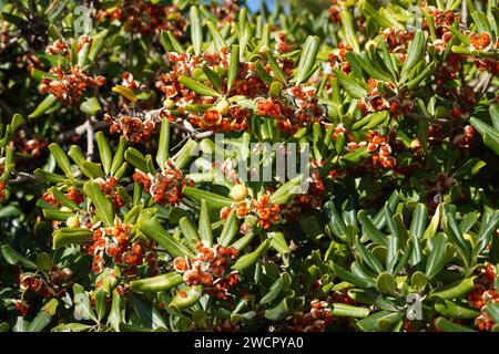 Japanischer Käseholz oder australischer Lorbeer oder Pittosporum Tobira Strauch mit Reifen Früchten und Samen im Herbst Stockfoto