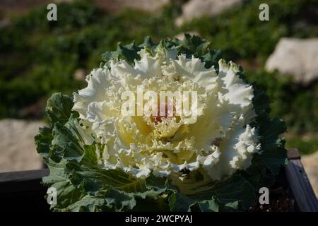 Zierkohl oder Brassica oleracea, Zierpflanze, in einem Park in Griechenland Stockfoto