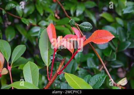 Rote und grüne Blätter eines Photinia fraseri Rote robin Strauchs, nach dem Regen Stockfoto