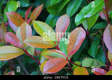 Rote und grüne Blätter eines Photinia fraseri Rote robin Strauchs, nach dem Regen Stockfoto