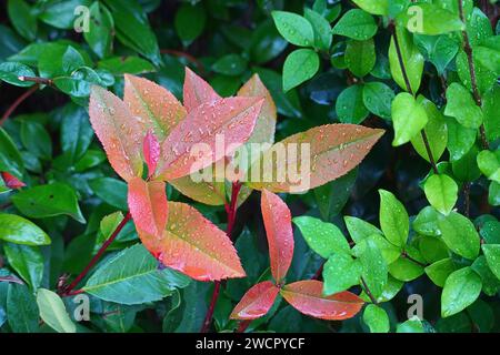 Rote und grüne Blätter eines Photinia fraseri Rote robin Strauchs, nach dem Regen Stockfoto