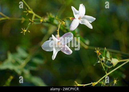 Jasmin, oder Jasminum officinale weiße Blüten, nass, nach dem Regen Stockfoto