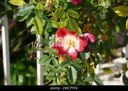 Roter und gelber rosa Cocktail oder Meimick Strauchrose Stockfoto
