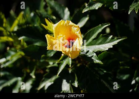 Eine gelbe Hibiskusblüte, nach dem Regen, in Glyfada, Griechenland Stockfoto