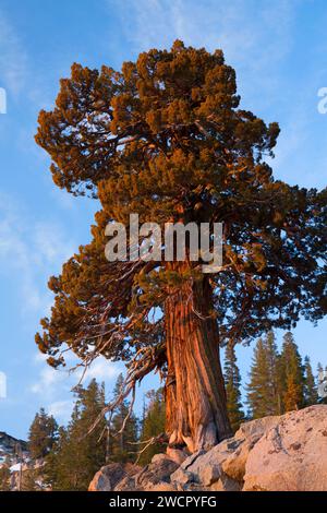 Juniper, Carson Pass National Scenic Byway, Toiyabe National Forest, Kalifornien Stockfoto