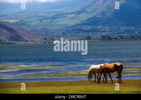 Pferde am Ufer des La Angostura Sees in El Mollar, Provinz Tucuman, Argentinien Stockfoto