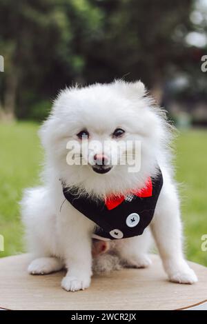 Ein süßer, flauschiger, weißer Pommeraner mit Sonnenbrille, roter Schleife und Smoking. Pommerschen Hund im Freien. Der Pudelhund setzt sich hin und schaut Stockfoto