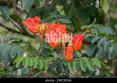 Spathodea campanulata oder afrikanischer Tulpenbaum, invasive Pflanze in Costa Rica Stockfoto