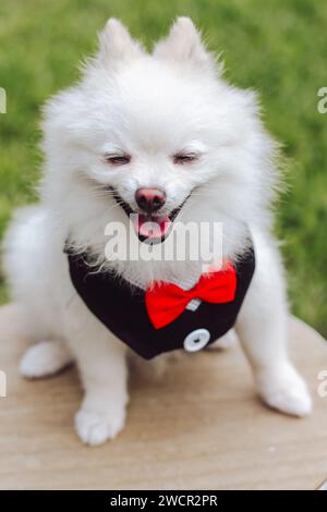 Ein süßer, flauschiger, weißer Pommeraner mit Sonnenbrille, roter Schleife und Smoking. Pommerschen Hund im Freien. Der Pudelhund setzt sich hin und schaut Stockfoto