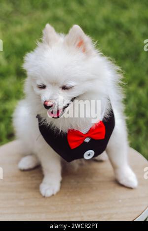 Ein süßer, flauschiger, weißer Pommeraner mit Sonnenbrille, roter Schleife und Smoking. Pommerschen Hund im Freien. Der Pudelhund setzt sich hin und schaut Stockfoto