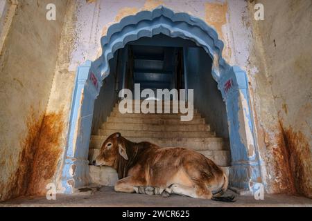 Eine Kuh, die an der Tür eines alten Gebäudes in der Altstadt von Pushkar, Indien, liegt. Stockfoto