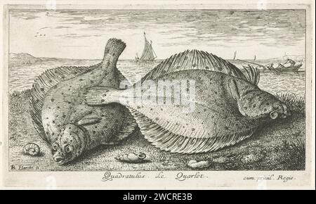 Zwei Schollen am Strand, Albert Flamen, Druckerei 1664: ParisParisFrance Papierätzfische Stockfoto