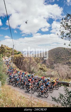 Adelaide, Australien. Januar 2024. Bild von Zac Williams/SWpix.com - 17/01/2024 - Radfahren - 2024 Tour Down Under - Stufe 2: Norwood nach Lobethal (141 km) - das Peloton bestiegen Norton Summit. Quelle: SWpix/Alamy Live News Stockfoto