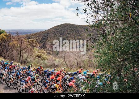 Adelaide, Australien. Januar 2024. Bild von Zac Williams/SWpix.com - 17/01/2024 - Radfahren - 2024 Tour Down Under - Stufe 2: Norwood nach Lobethal (141 km) - das Peloton bestiegen Norton Summit. Quelle: SWpix/Alamy Live News Stockfoto