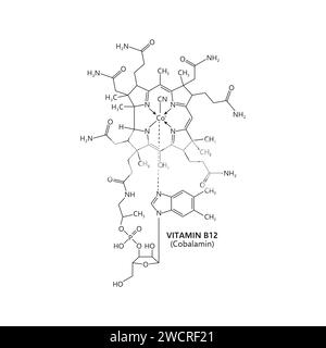 Vitamin b12 oder Cobalamin, essentiell für die Nervenfunktion. Das Vektorschema weist eine komplexe Molekülstruktur auf, die ein Kobaltatom im Zentrum enthält, umgeben von einem Corrinring und verschiedenen Seitenketten Stock Vektor