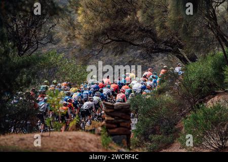 Adelaide, Australien. Januar 2024. Bild von Zac Williams/SWpix.com - 17/01/2024 - Radfahren - 2024 Tour Down Under - Stufe 2: Norwood nach Lobethal (141 km) - das Peloton bestiegen Norton Summit. Quelle: SWpix/Alamy Live News Stockfoto