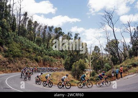 Adelaide, Australien. Januar 2024. Bild von Zac Williams/SWpix.com - 17/01/2024 - Radfahren - 2024 Tour Down Under - Stage 2: Norwood nach Lobethal (141 km) - das Feld während Stage 2. Quelle: SWpix/Alamy Live News Stockfoto