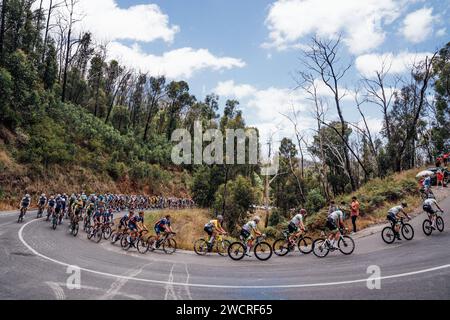 Adelaide, Australien. Januar 2024. Bild von Zac Williams/SWpix.com - 17/01/2024 - Radfahren - 2024 Tour Down Under - Stage 2: Norwood nach Lobethal (141 km) - das Feld während Stage 2. Quelle: SWpix/Alamy Live News Stockfoto