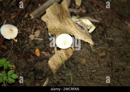 Wiesenpilz (Agaricus campestris) unter toten organischen Stoffen : (Bild Sanjiv Shukla) Stockfoto