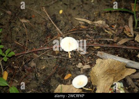 Wiesenpilz (Agaricus campestris) unter toten organischen Stoffen : (Bild Sanjiv Shukla) Stockfoto