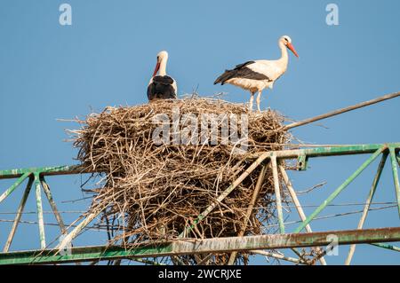 Weißstorch im Nest, Ciconia ciconia, auf einem Kran, Balaguer, Lleida, Katalonien, Spanien Stockfoto