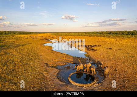 Eine Herde afrikanischer Elefanten, Loxodonta africana, wird in einem Wasserloch im Chamabonda Vlei, Zambezi-Nationalpark, gesehen. Stockfoto