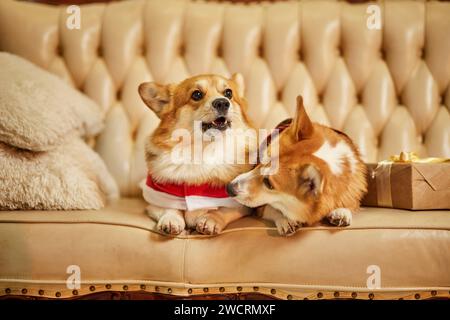 Zwei süße rot-weiße waliser Corgi pembroke in Silvesterkleidung auf dem Sofa mit Geschenkboxen Stockfoto