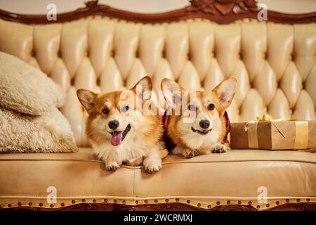 Zwei süße rot-weiße waliser Corgi pembroke in Silvesterkleidung auf dem Sofa mit Geschenkboxen Stockfoto