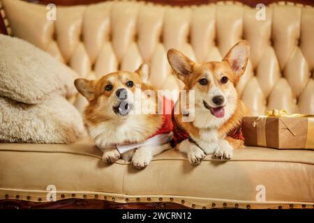 Zwei süße rot-weiße waliser Corgi pembroke in Silvesterkleidung auf dem Sofa mit Geschenkboxen Stockfoto