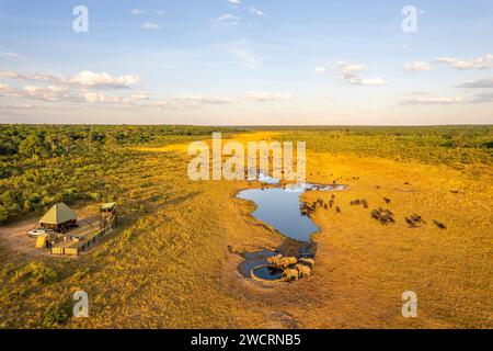 Eine Herde afrikanischer Elefanten, Loxodonta africana, wird in einem Wasserloch im Chamabonda Vlei, Zambezi-Nationalpark, gesehen. Stockfoto