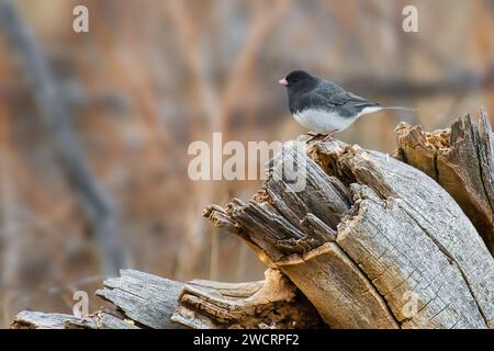 Ein dunkeläugiger Junco, der auf einem Holzstamm thront. Stockfoto