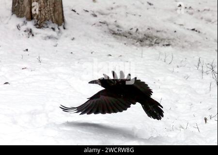 VYSHNEVE, UKRAINE - 15. JANUAR 2024 - Rook fliegt tief über der Grownd, Vyshneve, Kiew, Nord-Zentral-Ukraine. Stockfoto