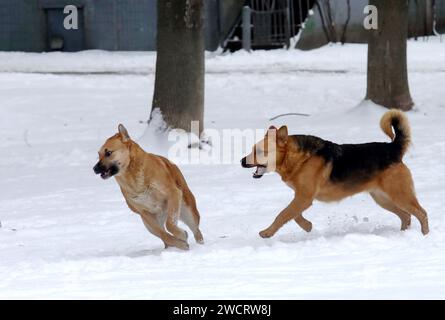 VYSHNEVE, UKRAINE - 15. JANUAR 2024 - Hunde laufen in der verschneiten Straße, Vyshneve, Kiew Region, Nord-Zentral-Ukraine. Stockfoto